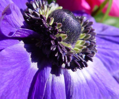 Anemone3.jpg