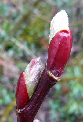 Salix_moupinensis_fars_2009.jpg