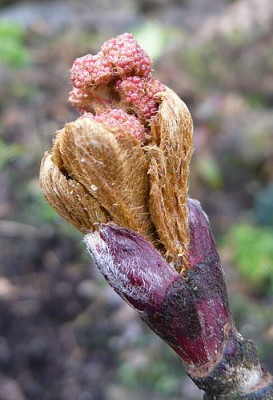 Sorbus_scalaris_fars_2009.jpg