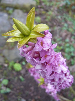Daphne_mezereum_fars_2009.jpg