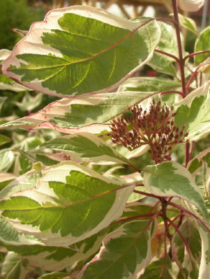 Cornus_alba_Elegans.jpg
