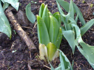 K640_29032009506.JPG
