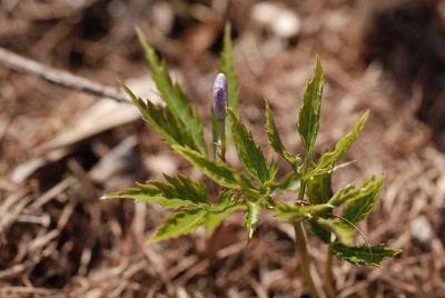 cardamine_glanduligera_kat09.jpg