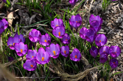 St_Crocusthommasnianus22039.jpg