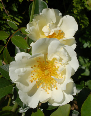 Direktor_Benschop_0010__28770.jpg