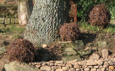 Birkenkugeln.jpg