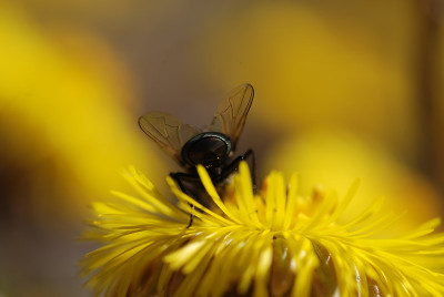 fliege_gelb_maerz.jpg