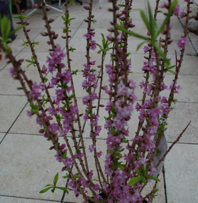 Daphne_mezereum_Rubra_0010__3342.jpg