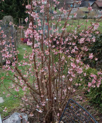 Viburnum_bodnaniense_Dawn_0010__3346.jpg