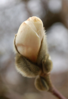 Magnolia_Stellata_0010__3349.jpg