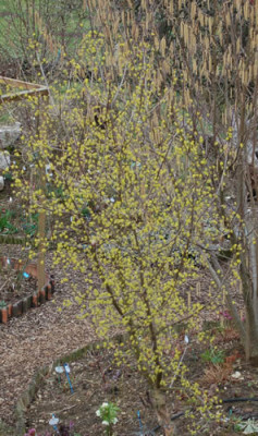 Cornus_mas_0010__3344.jpg