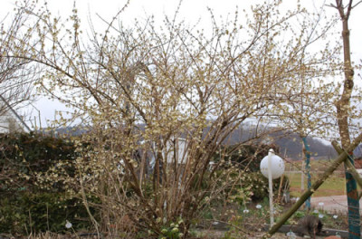 Lonicera_purpusii_0110__3279.jpg