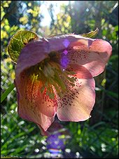 helleborus_apricot2.jpg