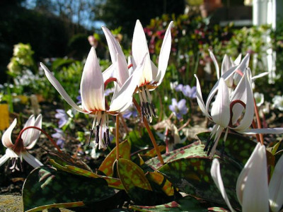p_IMG_1303_E_denscanis.jpg