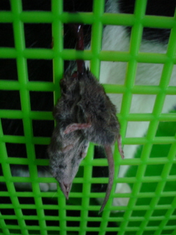 ErhangteMaus3.jpg