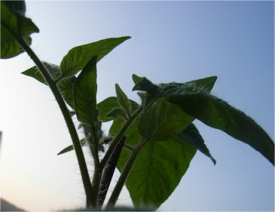 Tomaten_09.JPG