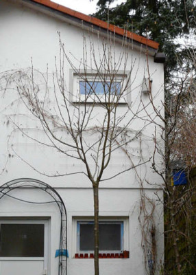 sorbus_scalaris_am_31-3-2009.JPG