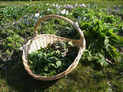 ernte_090331.jpg