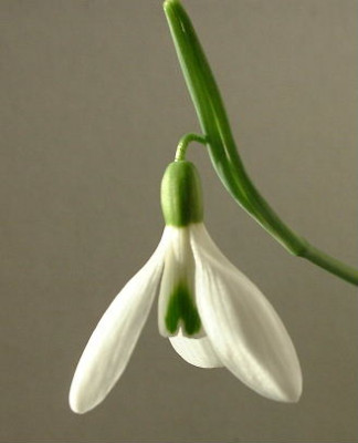 G.atkinsii.JPG