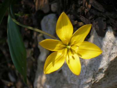 Mauerblumchen_I.jpg
