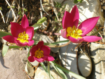 Mauerblumchen_II.jpg