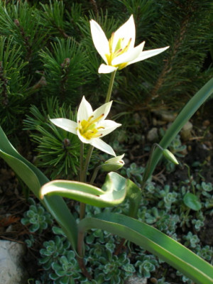 Mauerblumchen_III.jpg