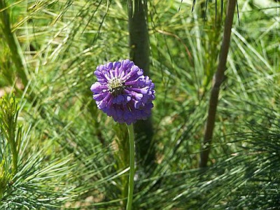 100_0037_-_Primula_flaccida_500.jpg