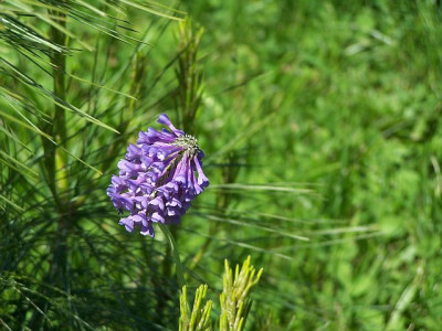 100_0038_-_Primula_flaccida_2__640.jpg