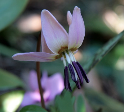 E.dens-canisIMG_3263jpg.jpg