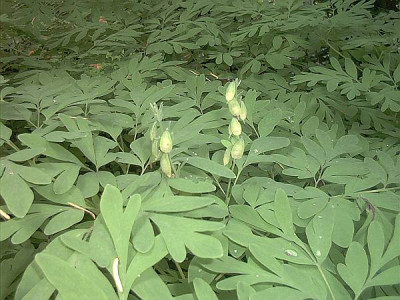 Corydalis_ochotensis.jpg