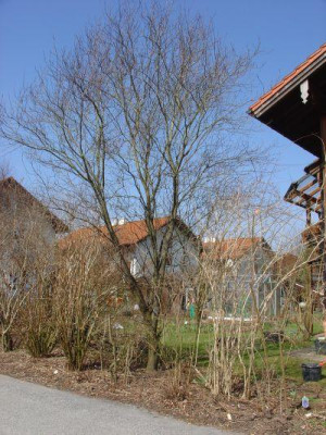 Forumpur_Prunus.jpg