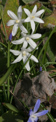 IMG_4765_eChionodoxa_weiss.JPG