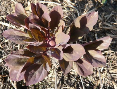 Paeonia_ruprechtiana_fars_2009.jpg