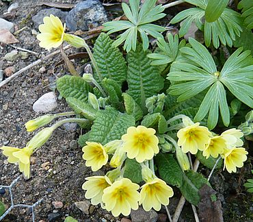 Primula_nova_fars_2009.jpg