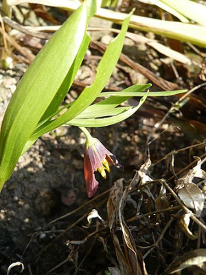 Fritillaria_minuta_fars_2009.jpg
