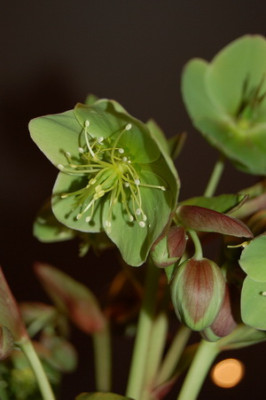 H.xsternii21.jpg