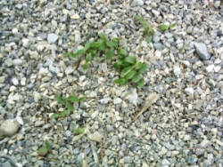 Helleborus_foetidus_Samling.JPG
