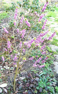 Daphne_mezereum_Wildsaat_fars_2009.jpg