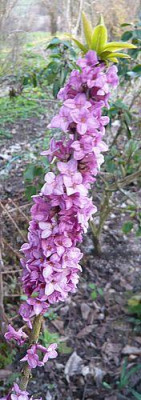 Daphne_mezerum_Wildsaat_2_fars_2009.jpg