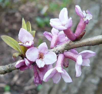 Daphne_mezereum_helle_Bluete_fars_2009.jpg
