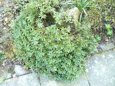 Daphne_sericea_fars_2009.jpg