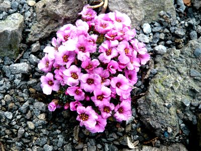 Saxifraga_burseriana_3_fars_2009.jpg