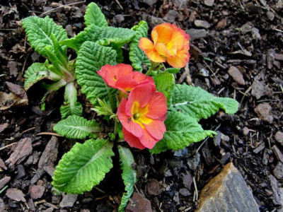 DSCN6474.JPG