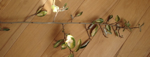 olweide_11.jpg