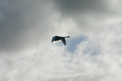 Schwan-Jan-2.jpg