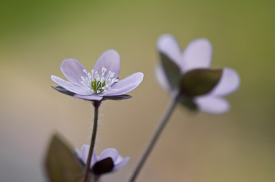 Hepatica-acutiloba-Apr0209.jpg