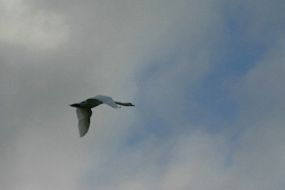 Schwan-Jan-3.jpg