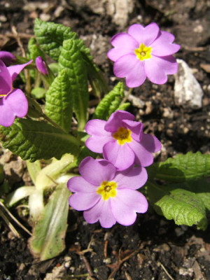 DSCF6870.JPG