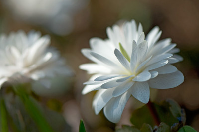 Sanguinaria-gefuellt-Apr0209.jpg