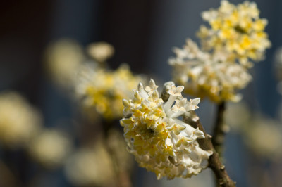 Edgeworthia-chrysanta-Apr0209.jpg